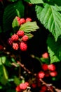 Blackberries ripening on the vine Royalty Free Stock Photo