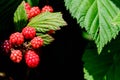 Blackberries ripening on the vine Royalty Free Stock Photo