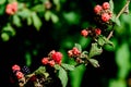 Blackberries ripening on the vine Royalty Free Stock Photo