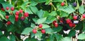 Blackberries ripening on vine panorama Royalty Free Stock Photo