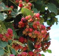 Blackberries Ripening on a Vine Royalty Free Stock Photo