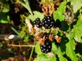 Blackberries Royalty Free Stock Photo