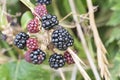 Blackberries starting to ripen in the summer UK