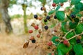 Blackberries are still indigestible to eat when they are green