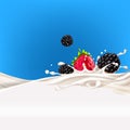 blackberries, strawberries milk yogurt splash vector