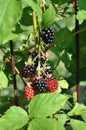 Blackberries In The Sun