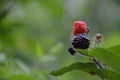 Ripening blackberries Royalty Free Stock Photo