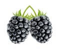 Blackberries Royalty Free Stock Photo