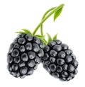 Blackberries Royalty Free Stock Photo