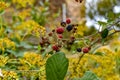 Blackberries of wild brambles located in a wooded area.