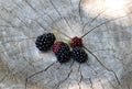 Blackberries on wooden natural background