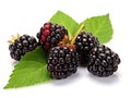 Ai Generated illustration Wildlife Concept of Blackberries XIV Royalty Free Stock Photo