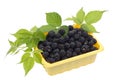 Blackberries in a yellow plastic container