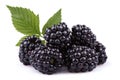 wild blackberries Royalty Free Stock Photo