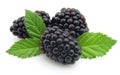 Blackberry Royalty Free Stock Photo