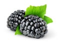 Isolated blackberries Royalty Free Stock Photo