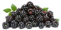 Blackberry Royalty Free Stock Photo