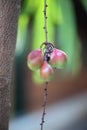 Blackberry, beautiful color in nature, is yielding green nature background. Royalty Free Stock Photo