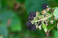 BlackBerry berries on a branch close-up. A BlackBerry Bush.Berry harvest. Ripe blackberries on a green background. Healthy food