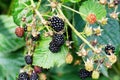 BlackBerry berries on a branch close-up. A BlackBerry Bush.Berry harvest. Ripe blackberries on a green background. Healthy food Royalty Free Stock Photo