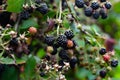 BlackBerry berries on a branch close-up. A BlackBerry Bush.Berry harvest. Ripe blackberries on a green background. Healthy food Royalty Free Stock Photo