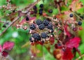 BlackBerry berries on a branch close-up. A BlackBerry Bush. Blackberries in the summer garden. Healthy food for vegans Royalty Free Stock Photo