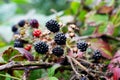 BlackBerry berries on a branch close-up. A BlackBerry Bush. Blackberries in the summer garden. Healthy food for vegans