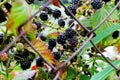 BlackBerry berries on a branch close-up. A BlackBerry Bush. Blackberries in the summer garden. Healthy food for vegans Royalty Free Stock Photo