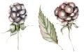 Blackberry berries on branch and leaf watercolor isolated set Royalty Free Stock Photo