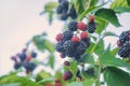 Blackberry berries on the bushes in the garden. Selective focus Royalty Free Stock Photo