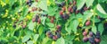 Blackberry berries on the bushes in the garden. Selective focus Royalty Free Stock Photo