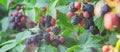 Blackberry berries on the bushes in the garden. Selective focus Royalty Free Stock Photo