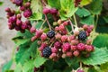 Blackberry berry bunch bush close-up detail unripe