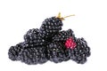 The blackberry berry