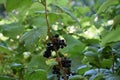 Blackberry, berry, nature, leaves, bushes, biology, nature, plant, spring, summer, heat, food, fruit, tasty,