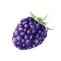 Blackberry berry single. Water color fruit. Food illustration