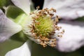 Blackberry blossom