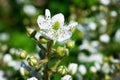 Blackberry blossom. Flowers blackberries on a twig