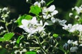 Blackberry blossom. Flowers blackberries on a twig