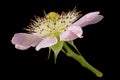 Blackberry blossom flower