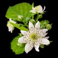 Blackberry blossom flower