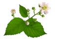 Blackberry blossom flower