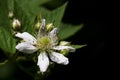 Blackberry blossom