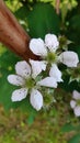 Blackberry blossoms 4 Royalty Free Stock Photo