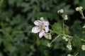 Blackberry blossoms and buds blooming. Blackberry flowers