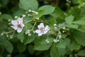 Blackberry blossoms and buds blooming. Blackberry flowers Rubus sectio Rubus. Royalty Free Stock Photo