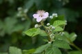 Blackberry blossoms and buds blooming. Blackberry flowers Rubus sectio Rubus.