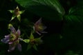 Blackberry blossoms and buds blooming. Blackberry flowers blossom plant branch in summer Royalty Free Stock Photo