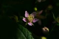 Blackberry blossoms and buds blooming. Blackberry flowers blossom plant branch in summer Royalty Free Stock Photo