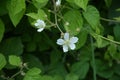 Blackberry Blossoms And Buds Blooming. Blackberry White Flower Blossom Plant Branch In Summer